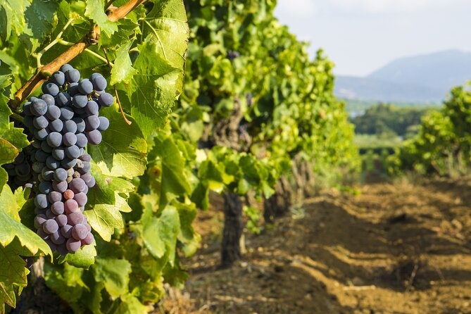 Provence Small Group Wine Full Day Tour in Chateauneuf du Pape vineyard from Aix - The second winery: a useful comparison