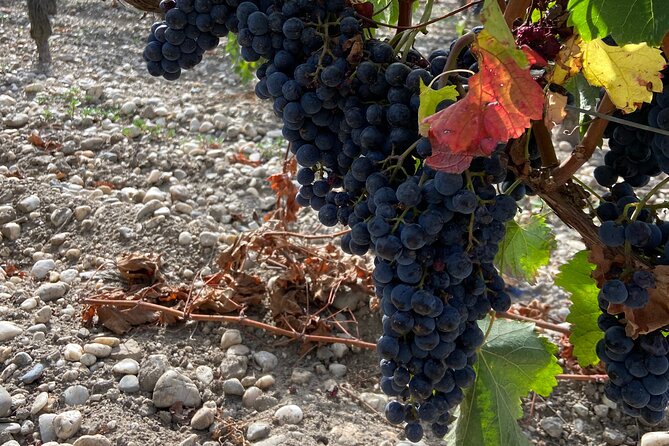 Saint Emilion Castle and Village Wine Tour - Saint-Émilion village in one valuable hour