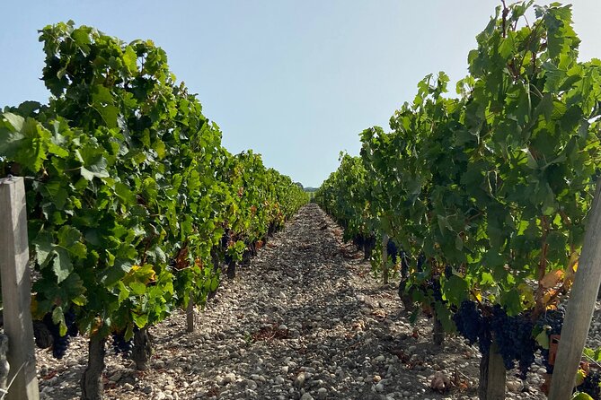 Saint Emilion Castle and Village Wine Tour - The ride from Bordeaux to the vineyards