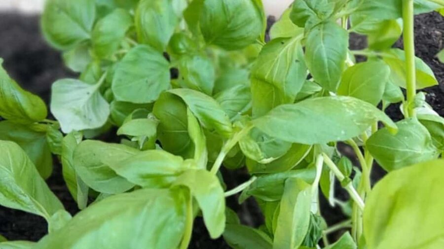Sarzana: pesto experience at Sarzanello Fortress - Should you book the Sarzanello pesto experience?
