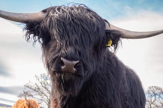 Secret Loch Ness, Inverness Castle visit, Culloden, Clava Cairns - Starting in Invergordon and managing cruise-port time