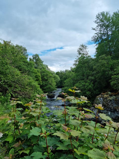 Shore excursion from Invergordon - Castles, Scenery & Whisky - A relaxed 90 minutes in Dornoch