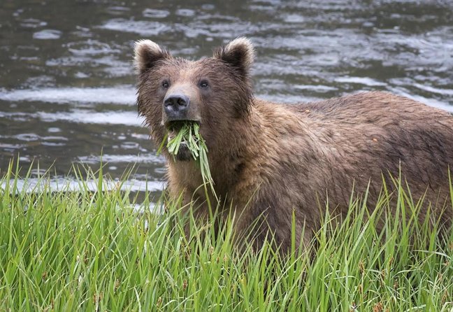Simply Amazing Sitka Tour: Fortress of the Bear, Alaska Raptor, & Totems - Key points at a glance