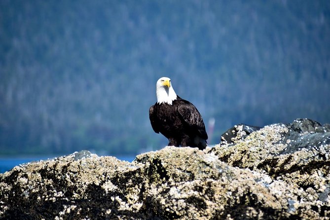 Simply Amazing Sitka Tour: Fortress of the Bear, Alaska Raptor, & Totems - Why this tour works for a short Sitka visit