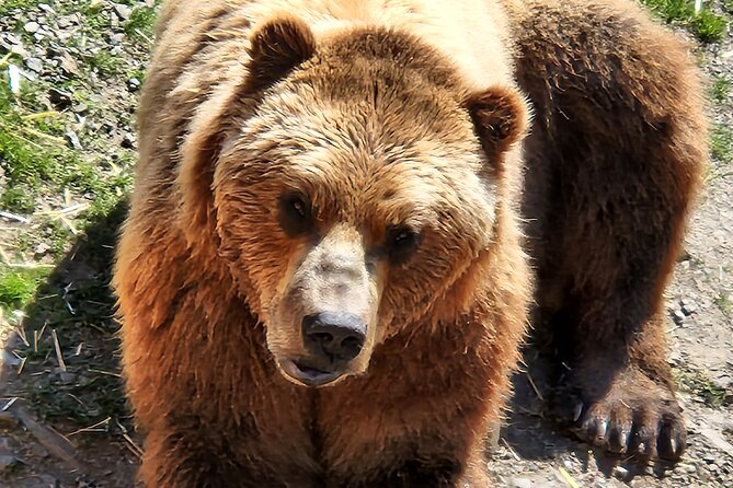 Simply Amazing Sitka Tour: Fortress of the Bear, Alaska Raptor, & Totems - Sitka National Historical Park and its totem trails