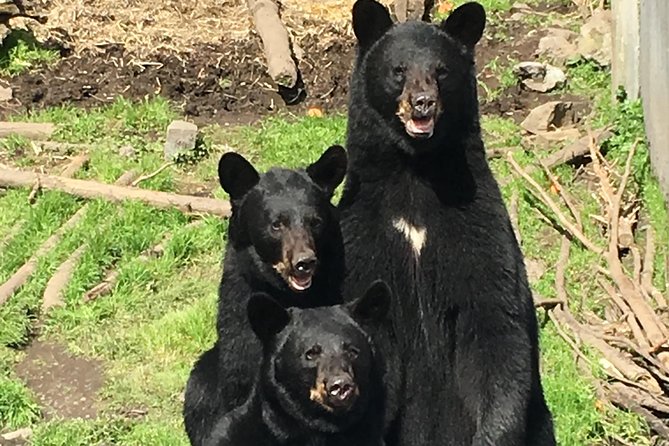 Simply Amazing Sitka Tour: Fortress of the Bear, Alaska Raptor, & Totems - The drive adds local color