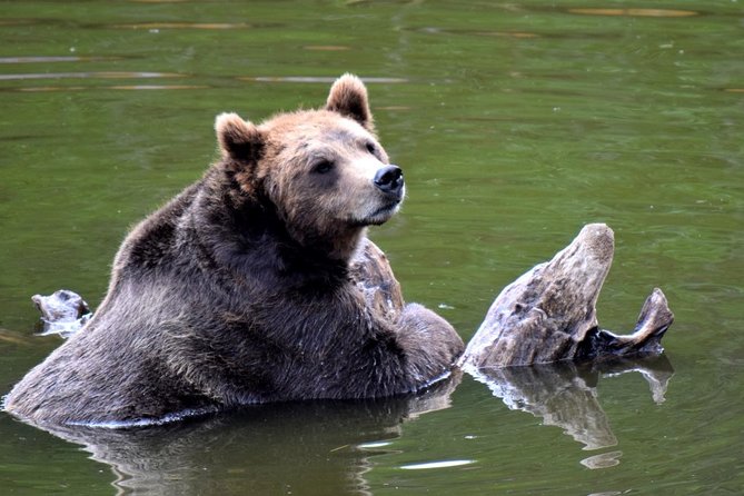 Simply Amazing Sitka Tour: Fortress of the Bear, Alaska Raptor, & Totems - The downtown refreshment stop
