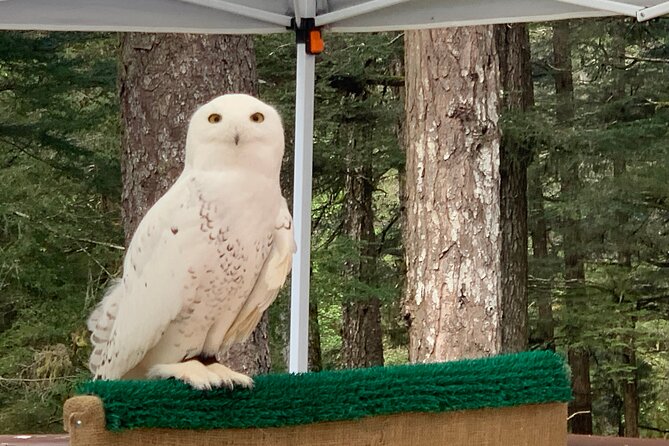 Simply Amazing Sitka Tour: Fortress of the Bear, Alaska Raptor, & Totems - Is $124 a fair price?