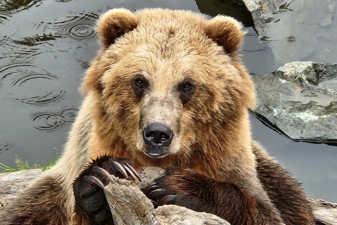 Simply Amazing Sitka Tour: Fortress of the Bear, Alaska Raptor, & Totems - Timing, cruise-port details, and practical concerns