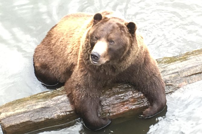 Simply Amazing Sitka Tour: Fortress of the Bear, Alaska Raptor, & Totems - Fortress of the Bear: the tour’s big payoff