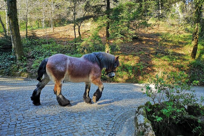Sintra Tour with Pena Palace, Moorish Castle and Regaleira - Private - The Moorish Castle and its 360-degree view