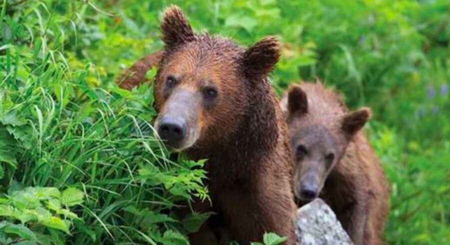 Sitka: Totem Poles, Raptor Centre, & Fortress of Bears Tour - The Fortress of the Bears and rescued brown bears
