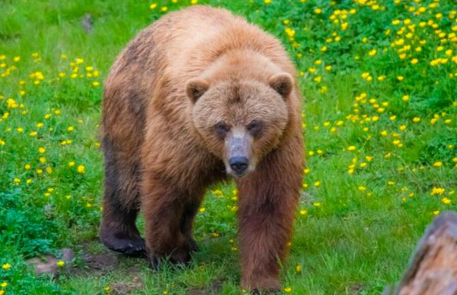Sitka: Totem Poles, Raptor Centre, & Fortress of Bears Tour - Timing, pickup, and the cruise ship problem