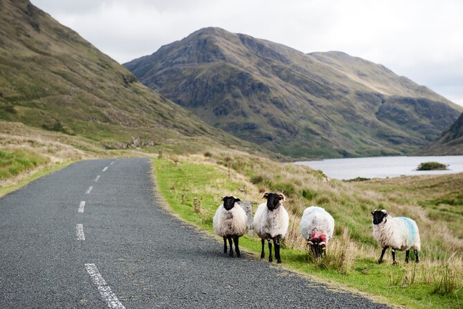 Small Group Kylemore Abbey, Sheepdog Demo & Connemara Tour - The Joyce Country sheepdog demonstration