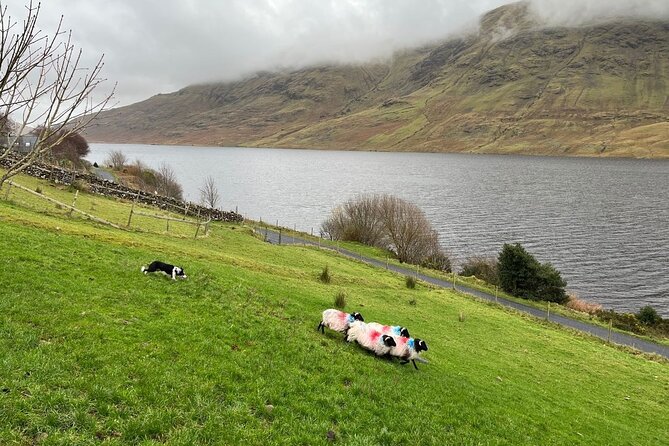 Small Group Kylemore Abbey, Sheepdog Demo & Connemara Tour - Guides can shape the whole experience