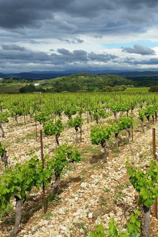 Tasting tour : The secrets of the vineyard Chateau Capion - Practical tips for a better visit