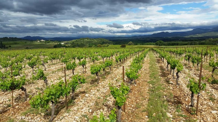Tasting tour : The secrets of the vineyard Chateau Capion - Starting at Chemin de Capion