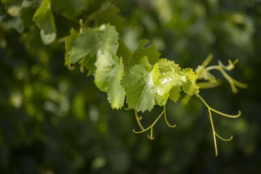 The Châteaux of Grès de Montpellier & Wine Tasting - Why this makes a good Montpellier wine outing