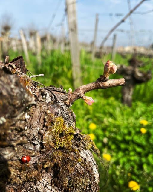 The vertical at Château Cruzeau - Why the owner conversation matters