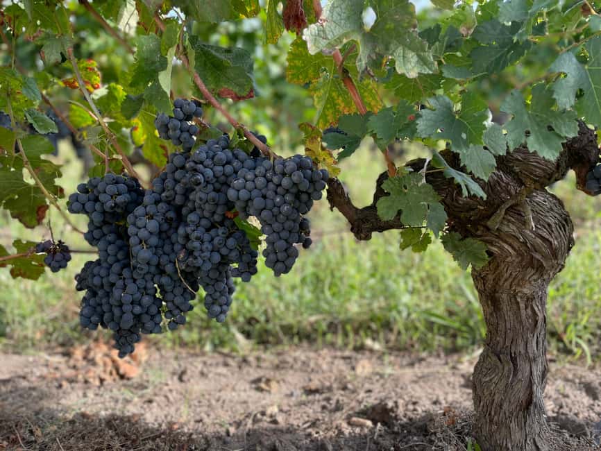 The vertical at Château Cruzeau - Practical details before you reserve