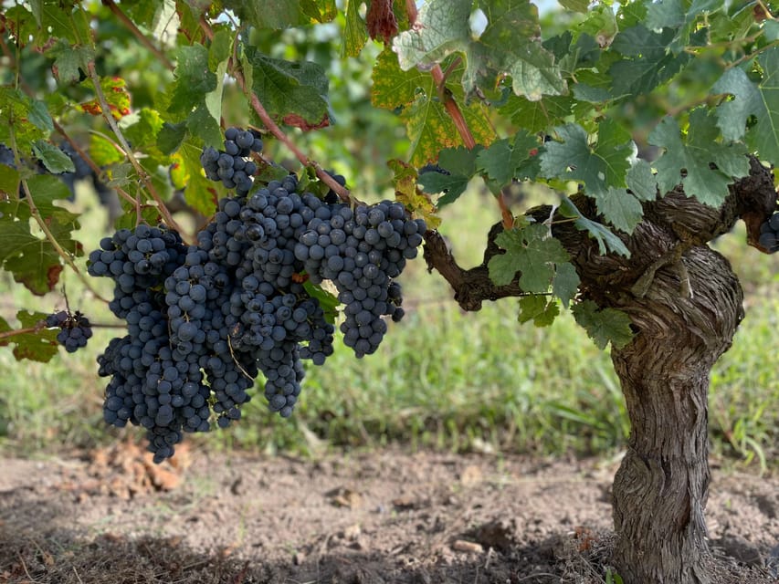 The vertical at Château Cruzeau - Should you book Château Cruzeau?
