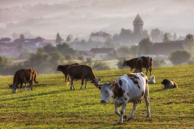 Transfer Bucharest -Brasov with Targoviste and Bran Castle visits - Who will get the most from this private tour?