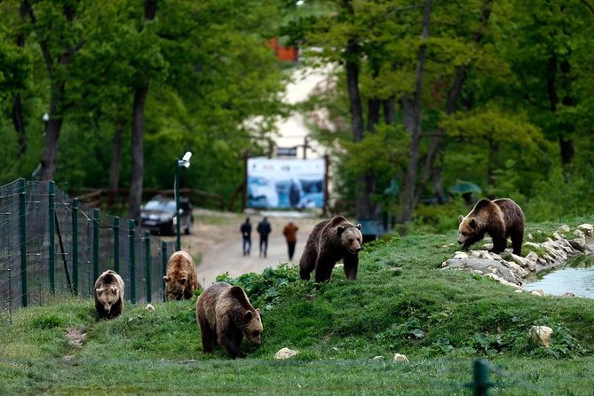 Transylvania with Dracula Castle, Bear Sanctuary and Brasov - Why this Bucharest day trip works