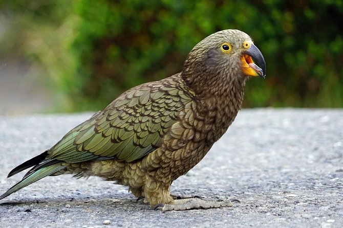 TranzAlpine Train, Arthur's Pass and Castle Hill Day Trip - Otira Viaduct Lookout and the alpine parrot