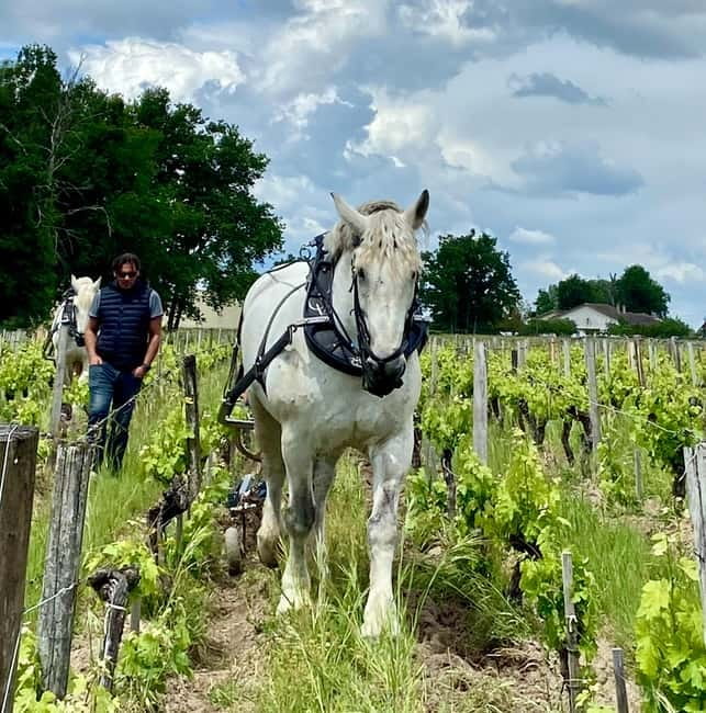 Visite & Dégustation au Château Labrie – Saint-Émilion - The French-only format and how to handle it